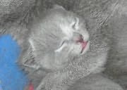 Chaton Chartreux