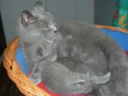 Chaton Chartreux
