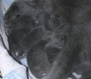 Chartreux