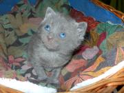 Chartreux