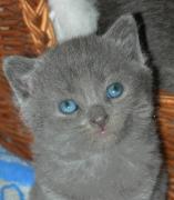 Chartreux