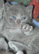 Chartreux