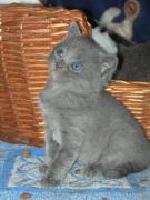 Chartreux