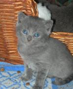 Chartreux