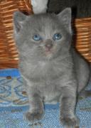Chartreux