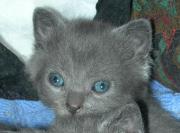 Chartreux