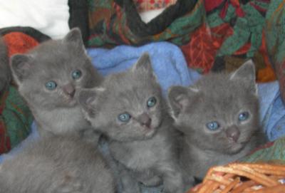Chartreux