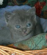 Chartreux