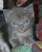 Chartreux