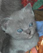 Chartreux