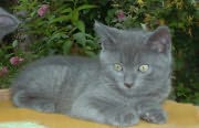 Chat Chartreux