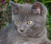 Chat Chartreux