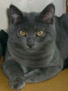 Chat Chartreux