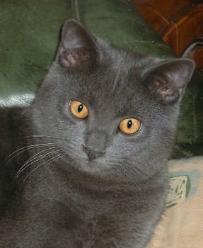 Chat Chartreux