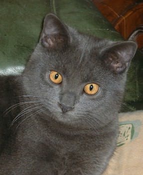 Chat Chartreux