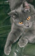 Chat Chartreux