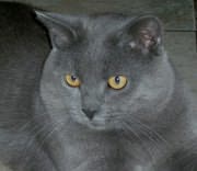 Chat Chartreux