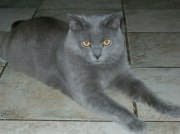 Chat Chartreux