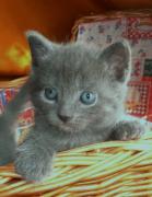 Chaton Chartreux