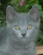 Chaton Chartreux