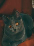 Chaton Chartreux