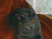 Chaton Chartreux