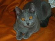 Chaton Chartreux