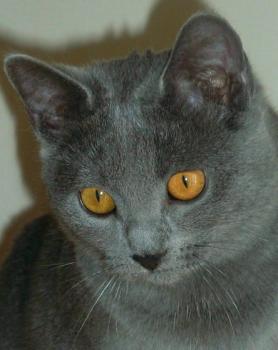 Chaton Chartreux