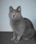 Chaton Chartreux