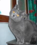 Chaton Chartreux