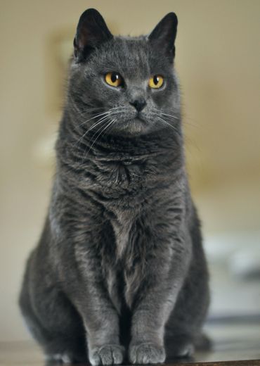 Le chartreux